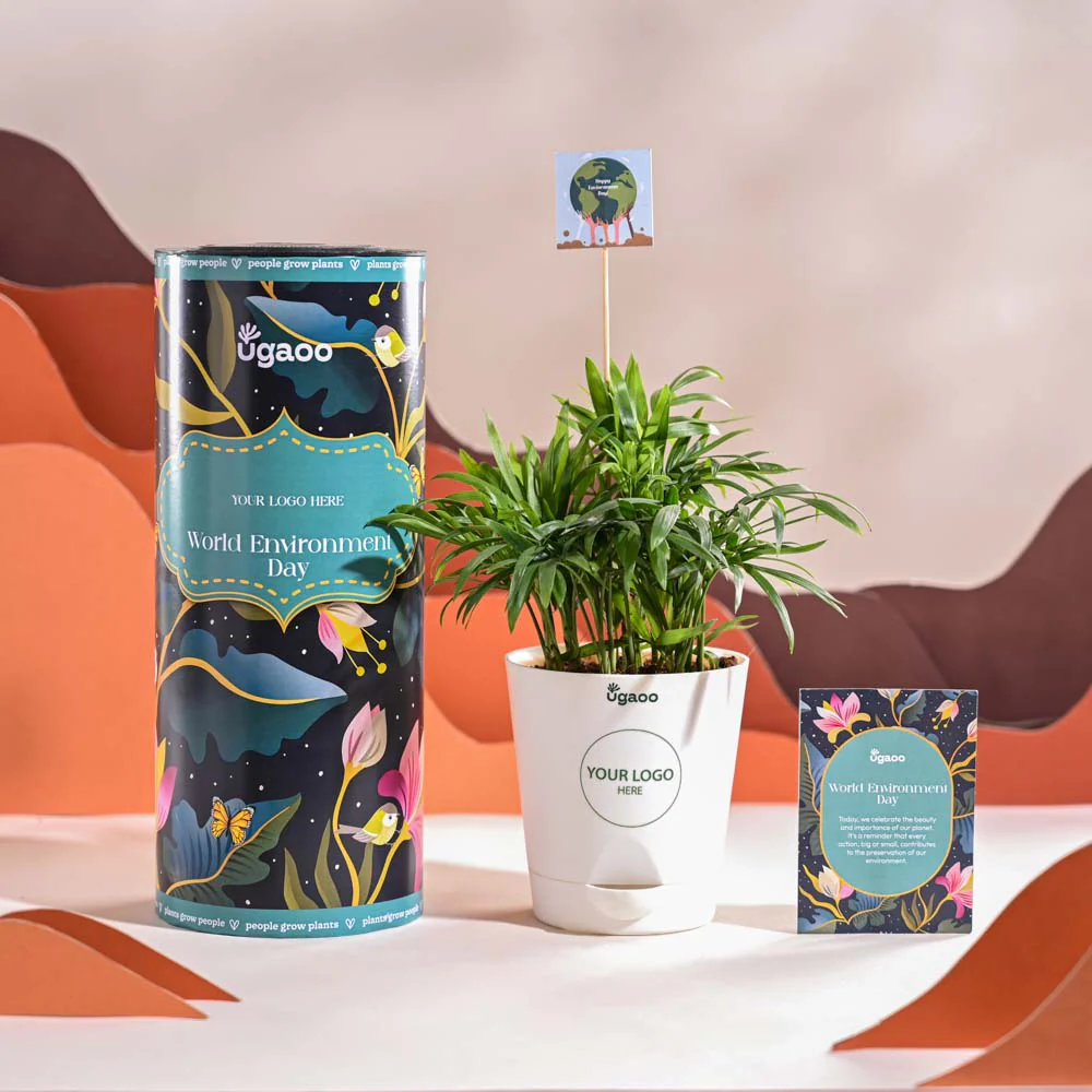 Bamboo Palm Plant For Environment Day Gifting - Image 8