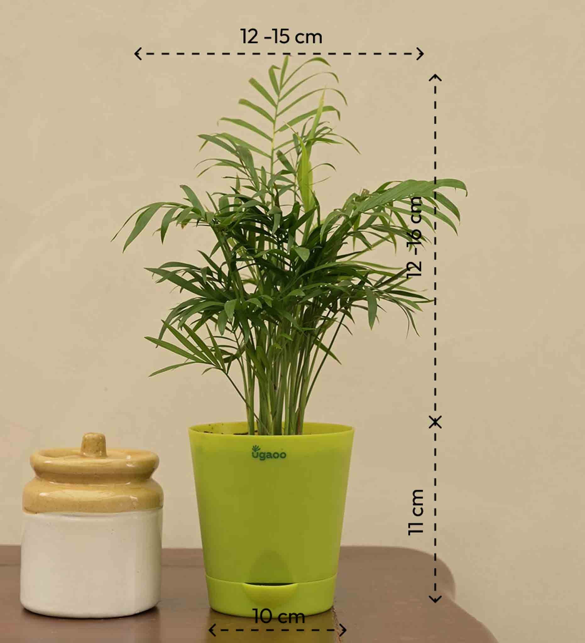 Bamboo Palm Plant Gift Hamper - Image 4