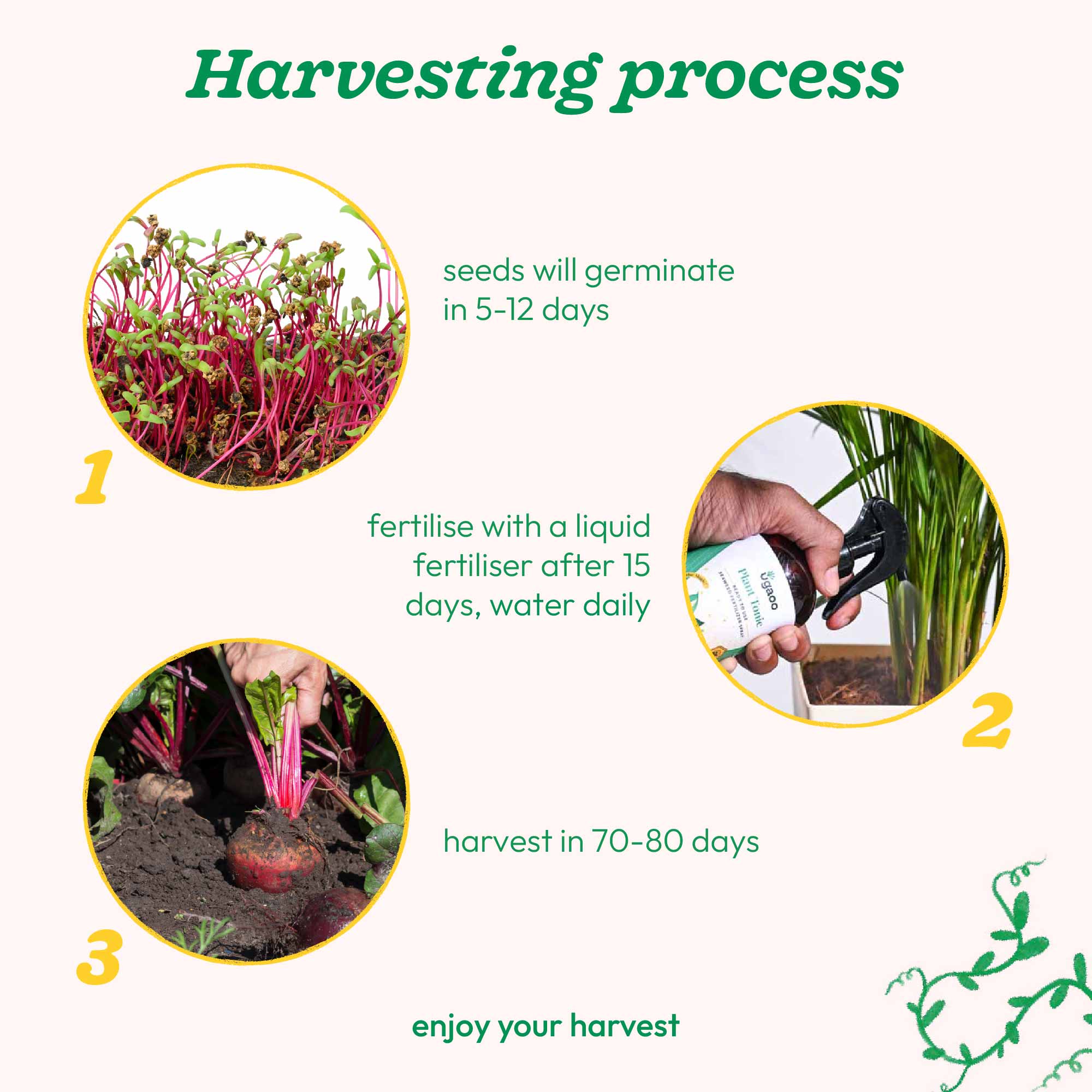 Beetroot Seeds - Image 14