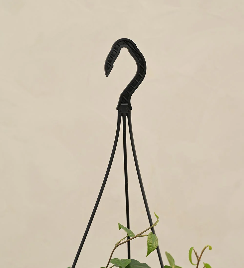 Betel Leaf (Magai Paan) With Hanging Pot - Image 4
