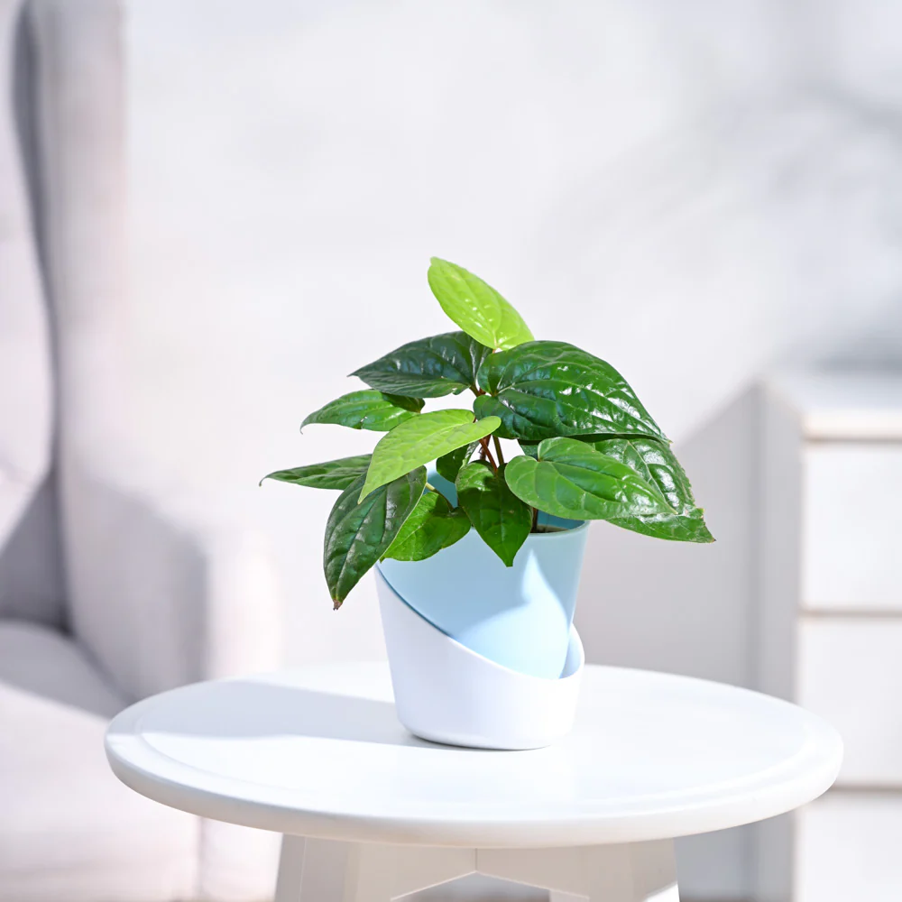 Betel Leaf Plant (Magai Paan) - Image 25
