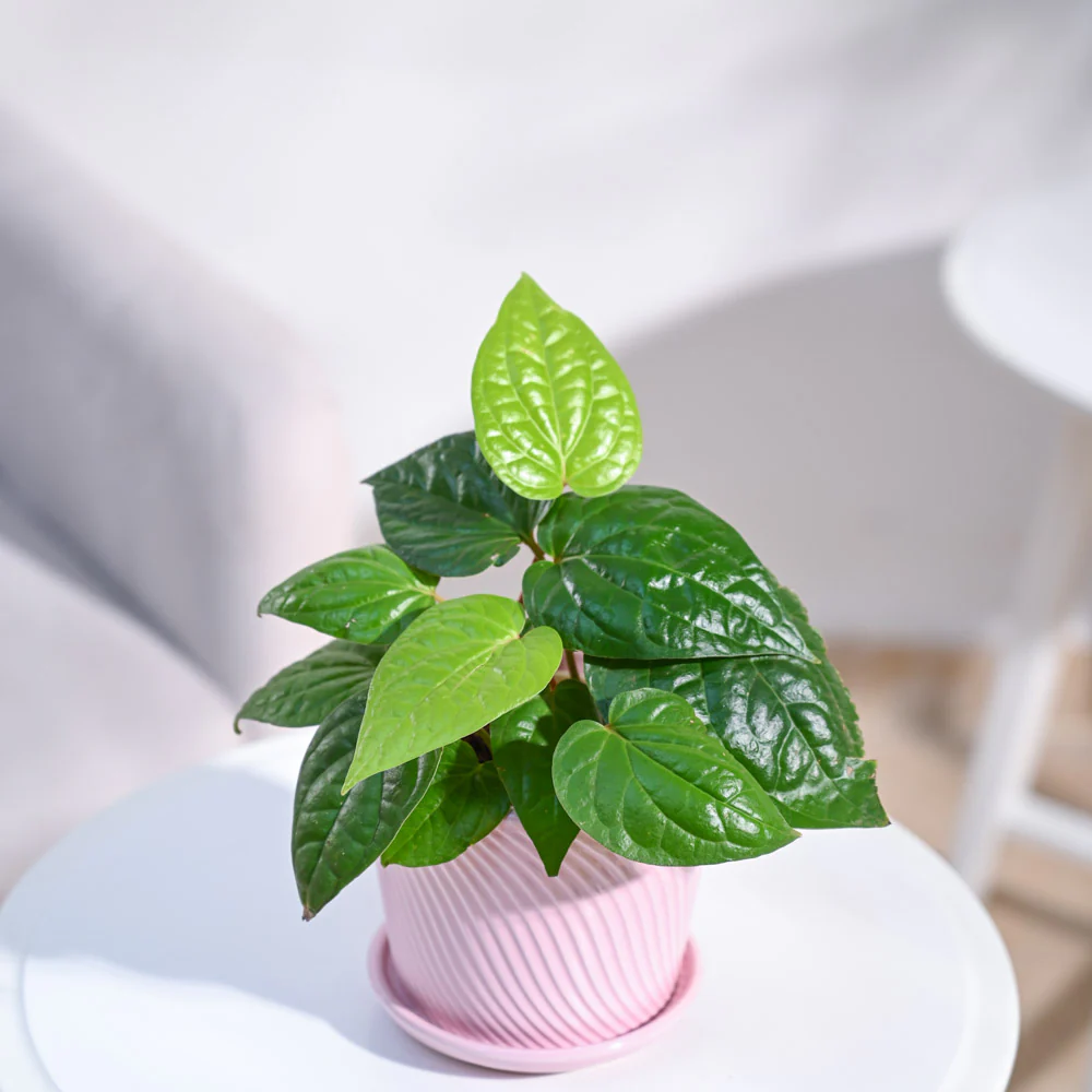 Betel Leaf Plant (Magai Paan) - Image 28