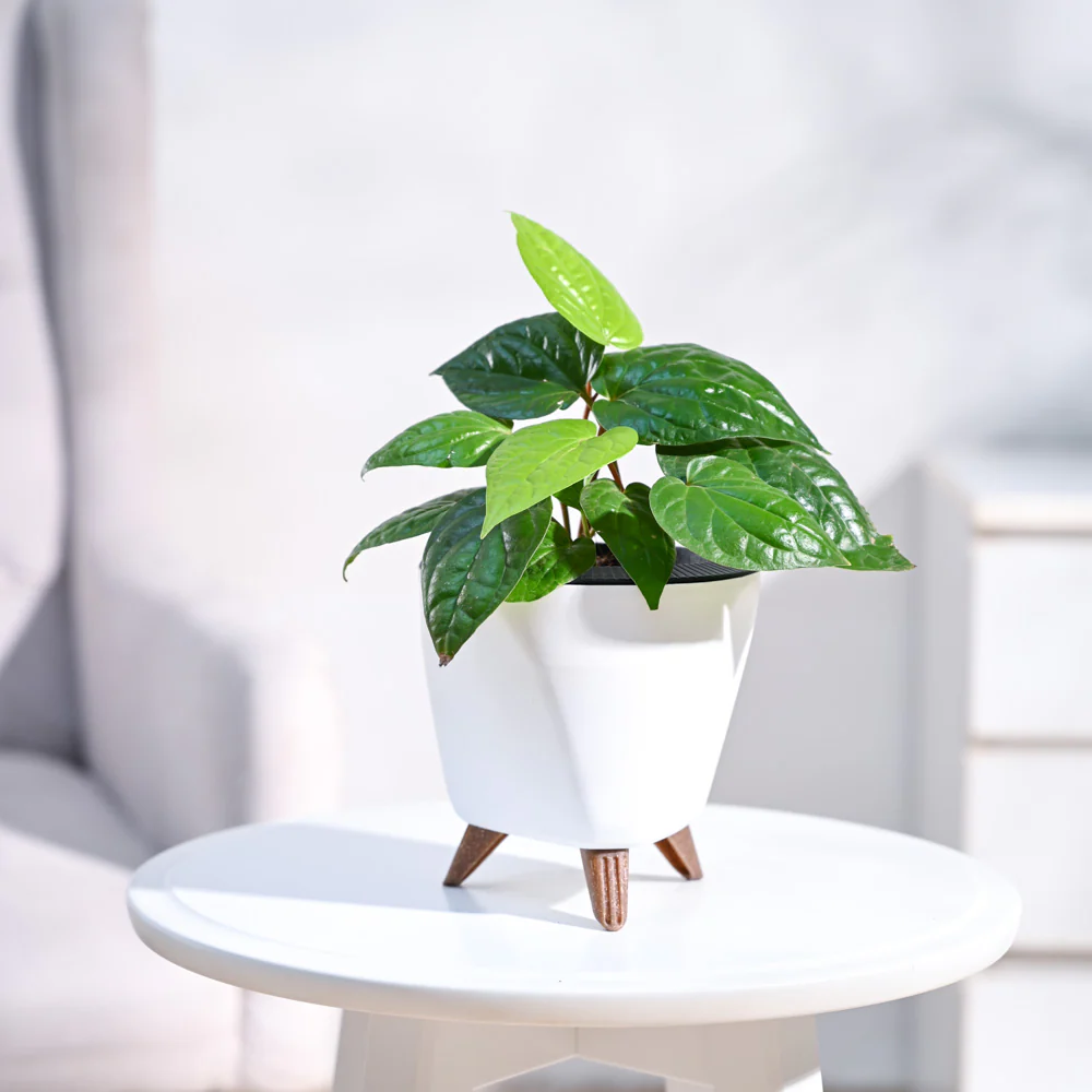 Betel Leaf Plant (Magai Paan) - Image 49