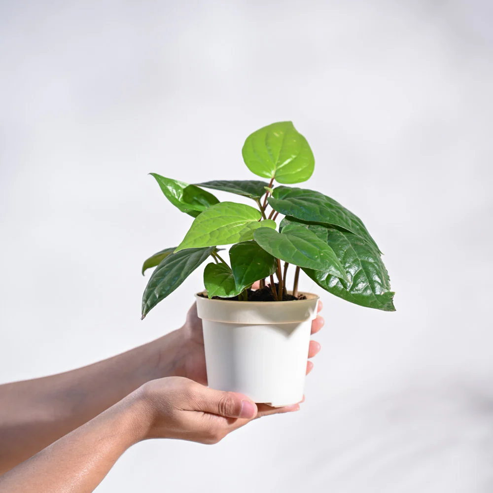 Betel Leaf Plant (Magai Paan) - Image 52