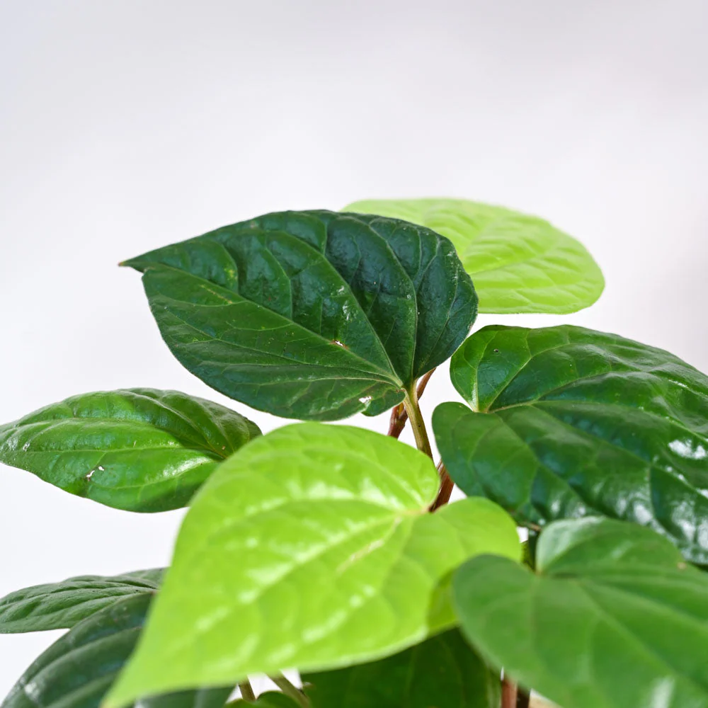 Betel Leaf Plant (Magai Paan) - Image 54