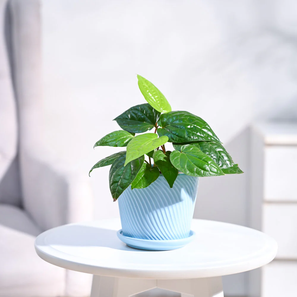 Betel Leaf Plant (Magai Paan) - Image 69