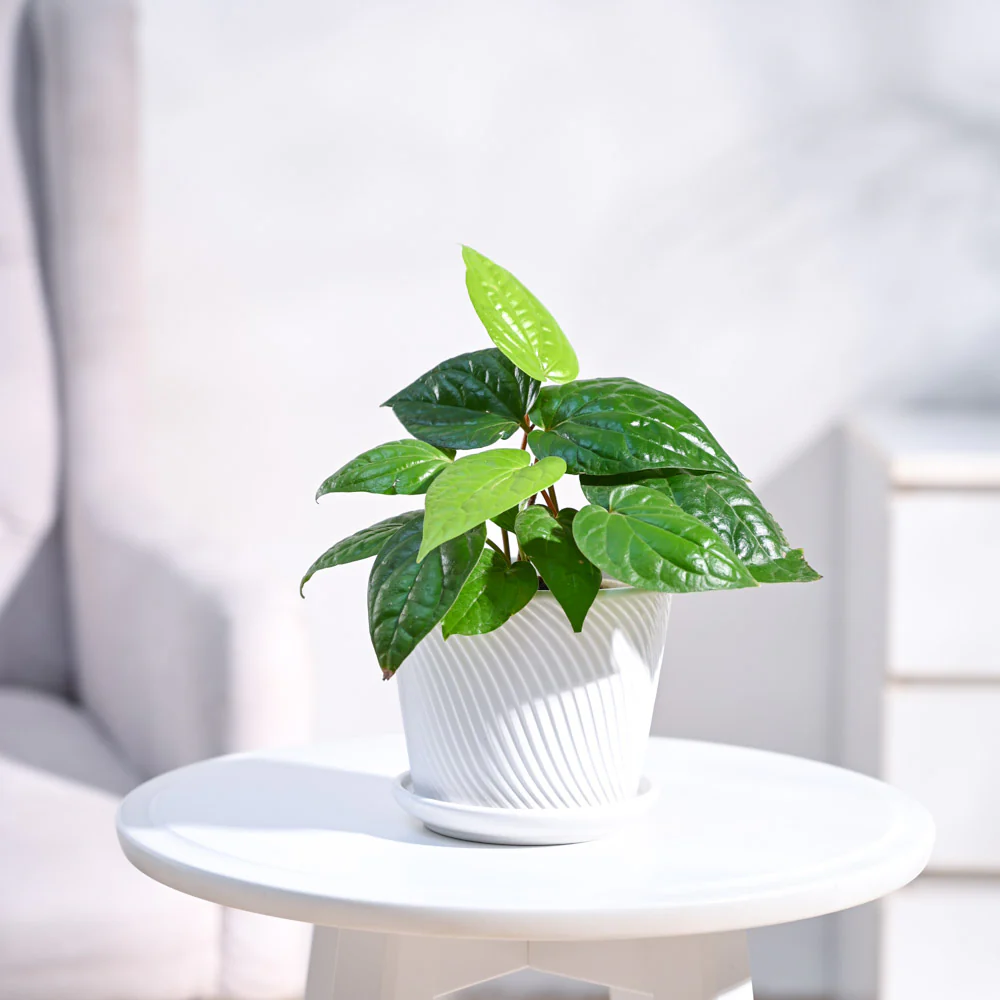 Betel Leaf Plant (Magai Paan) - Image 81
