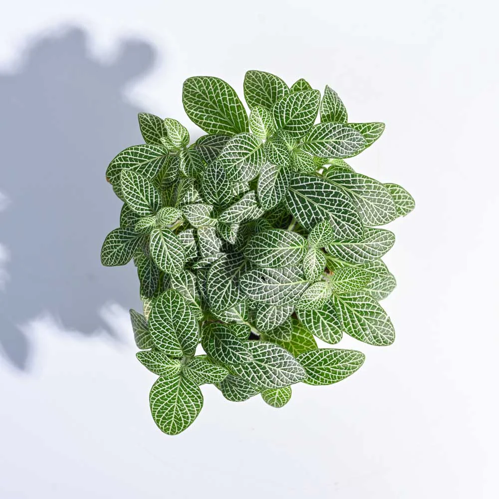 Big Leaf Fittonia Plant - Image 10