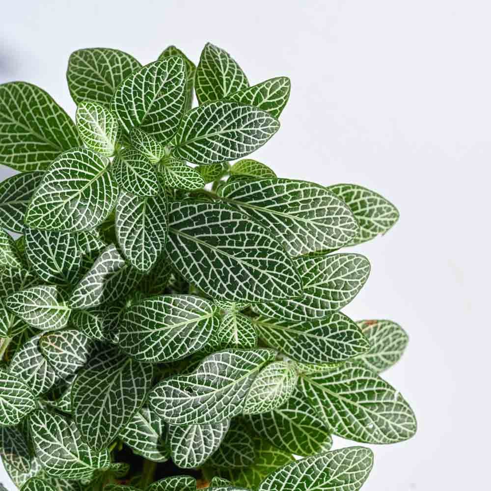 Big Leaf Fittonia Plant - Image 28