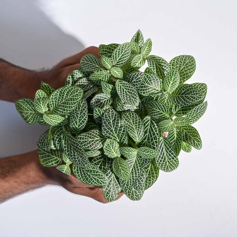 Big Leaf Fittonia Plant - Image 45