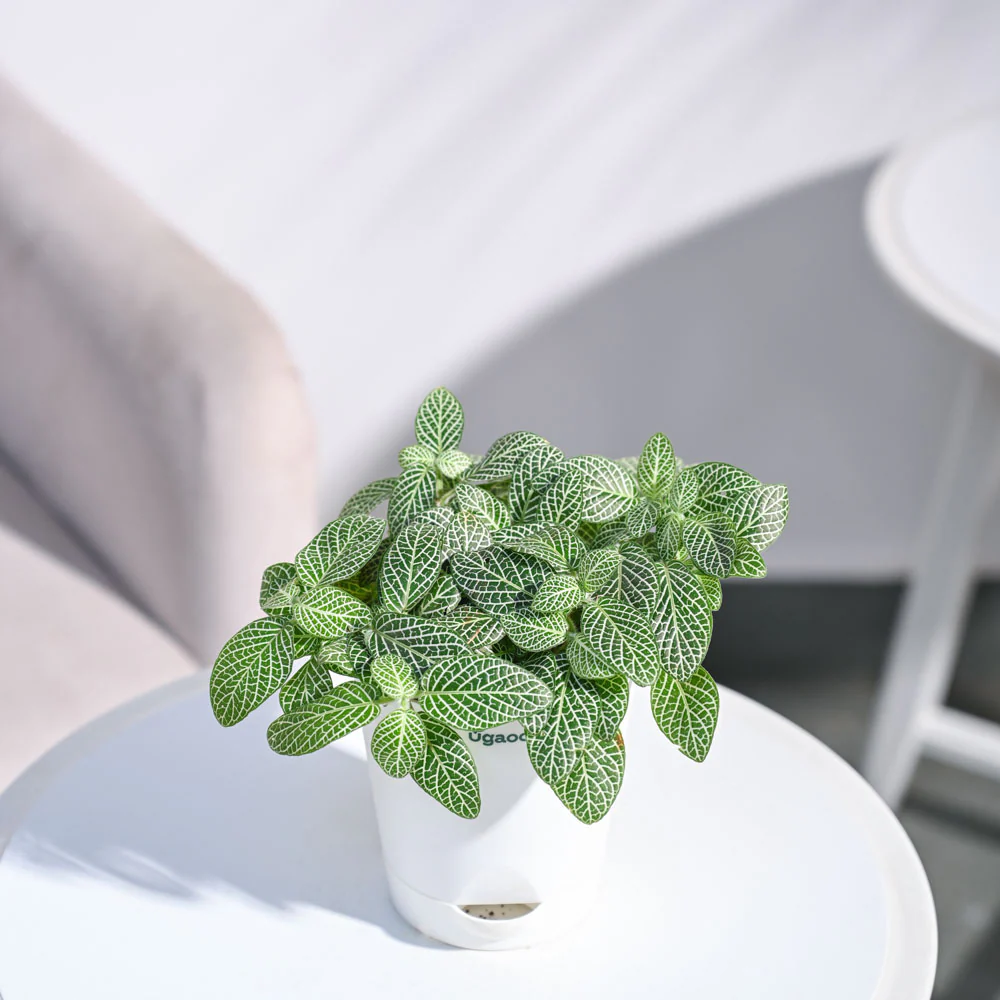 Big Leaf Fittonia Plant - Image 9