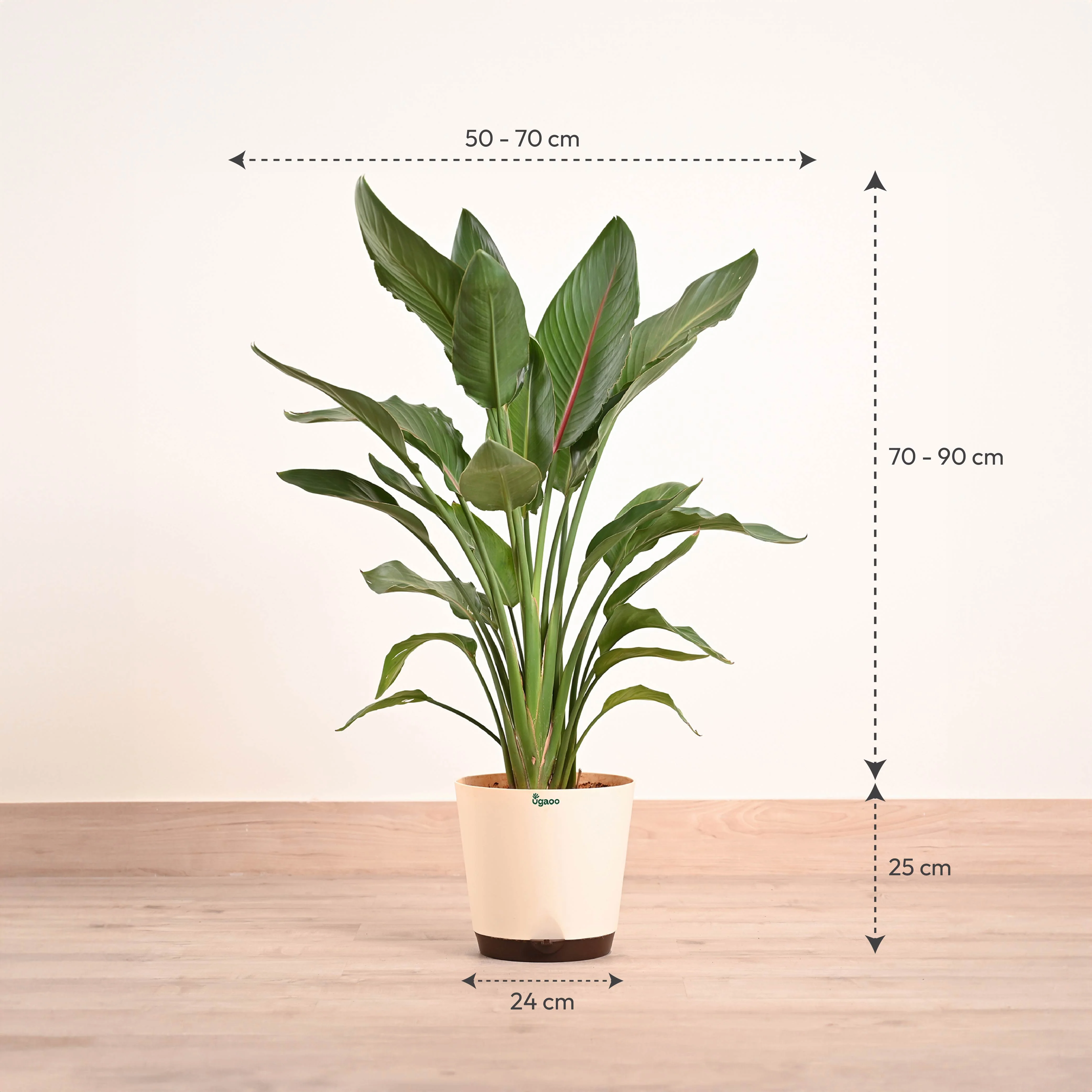 Bird Of Paradise Orange Plant - XL - Image 2