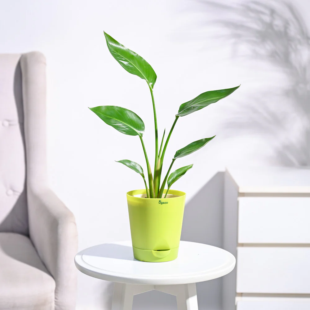 Bird of Paradise Plant - Image 23