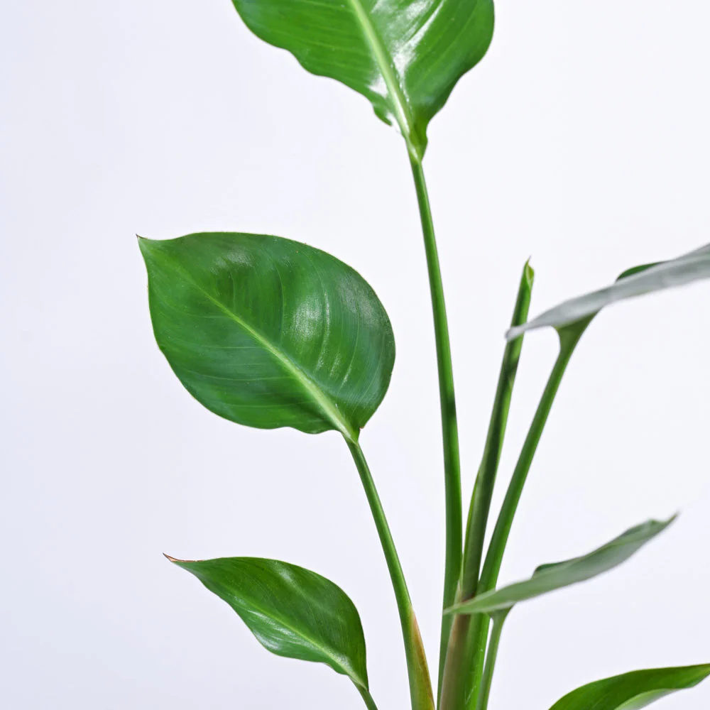 Bird of Paradise Plant - Image 32