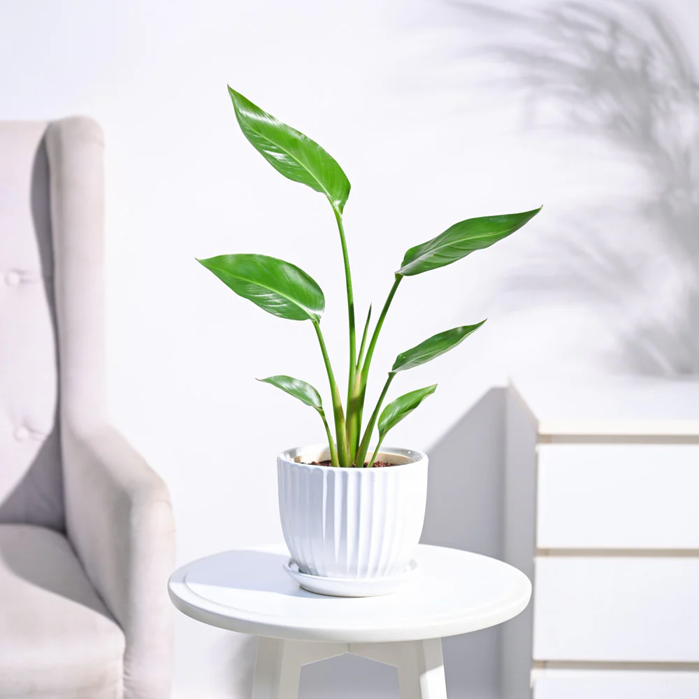 Bird of Paradise Plant - Image 47