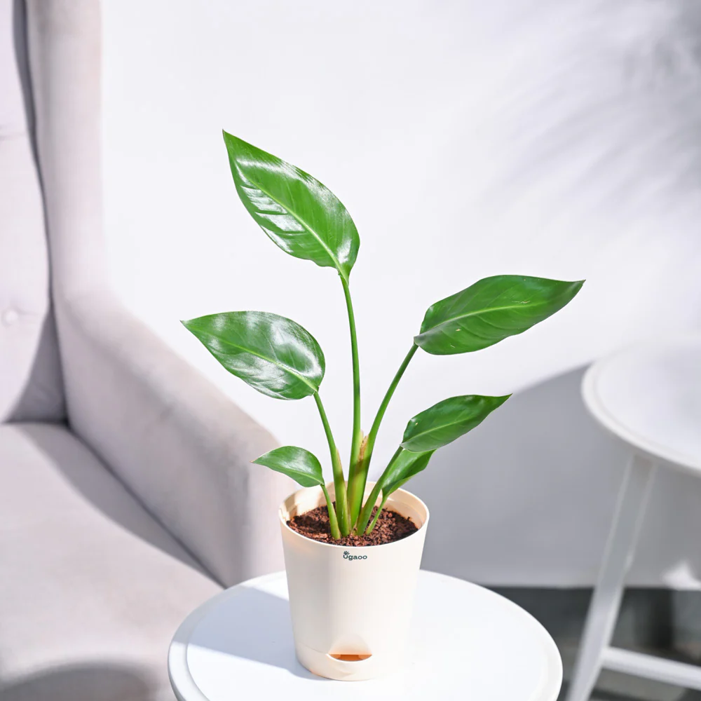 Bird of Paradise Plant - Image 50