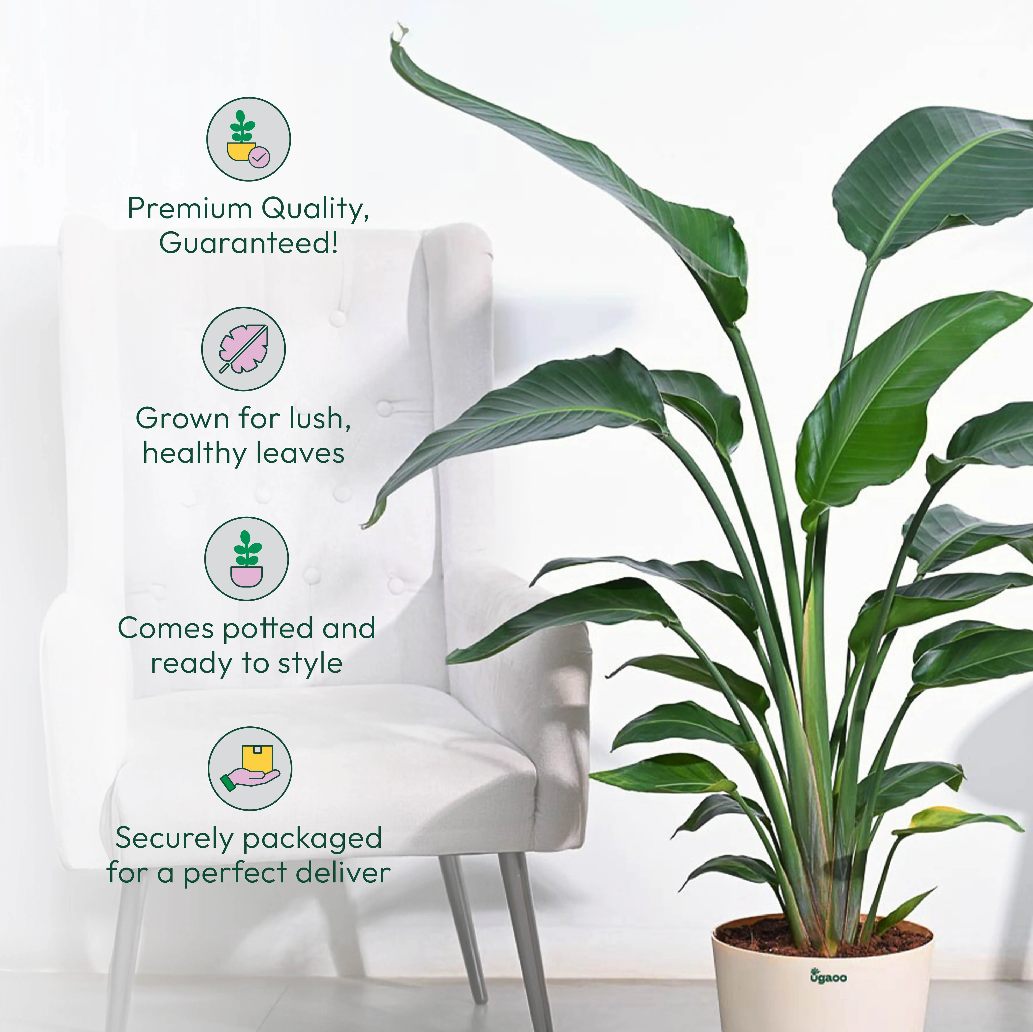 Bird of Paradise Plant - XL - Image 4