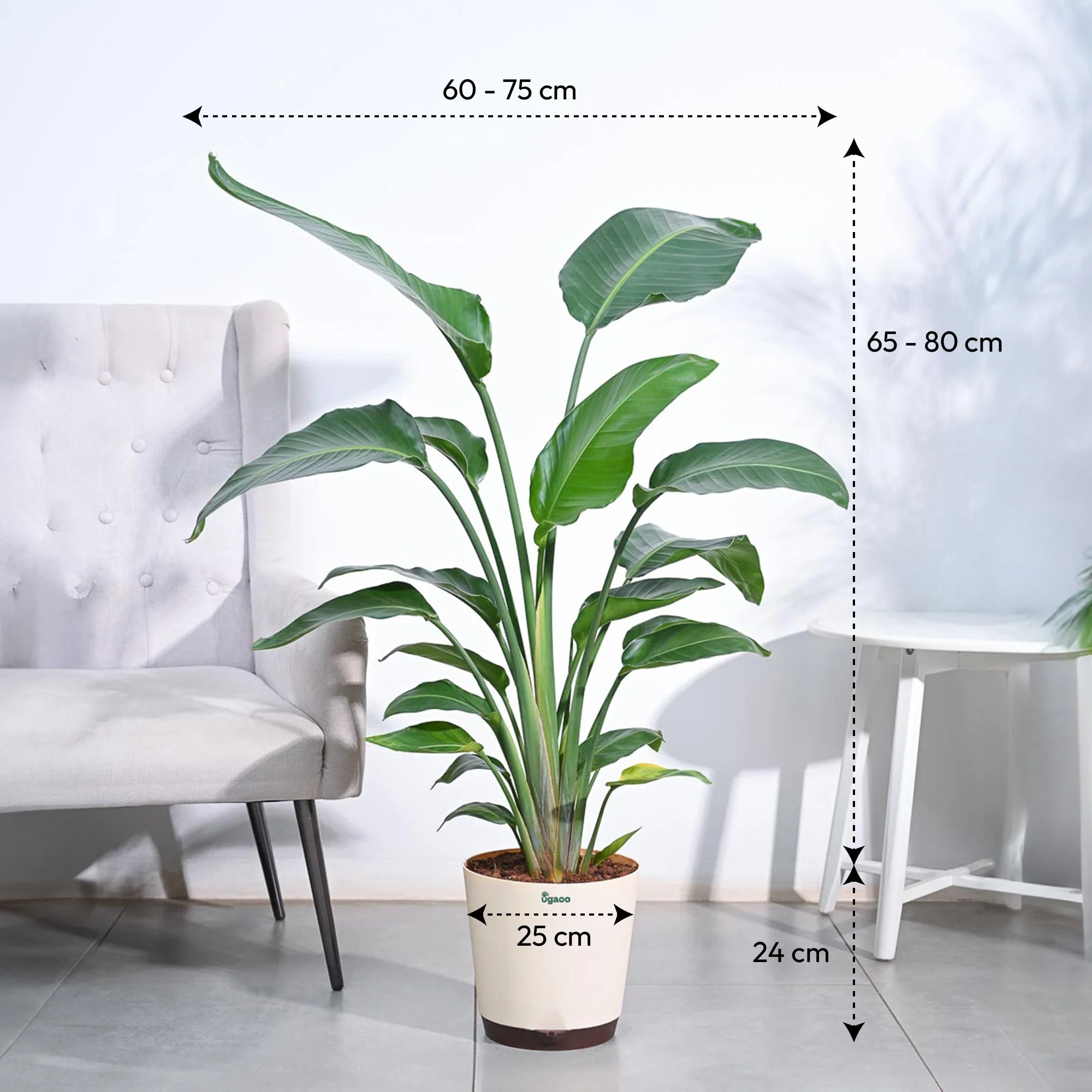 Bird of Paradise Plant - XL - Image 5