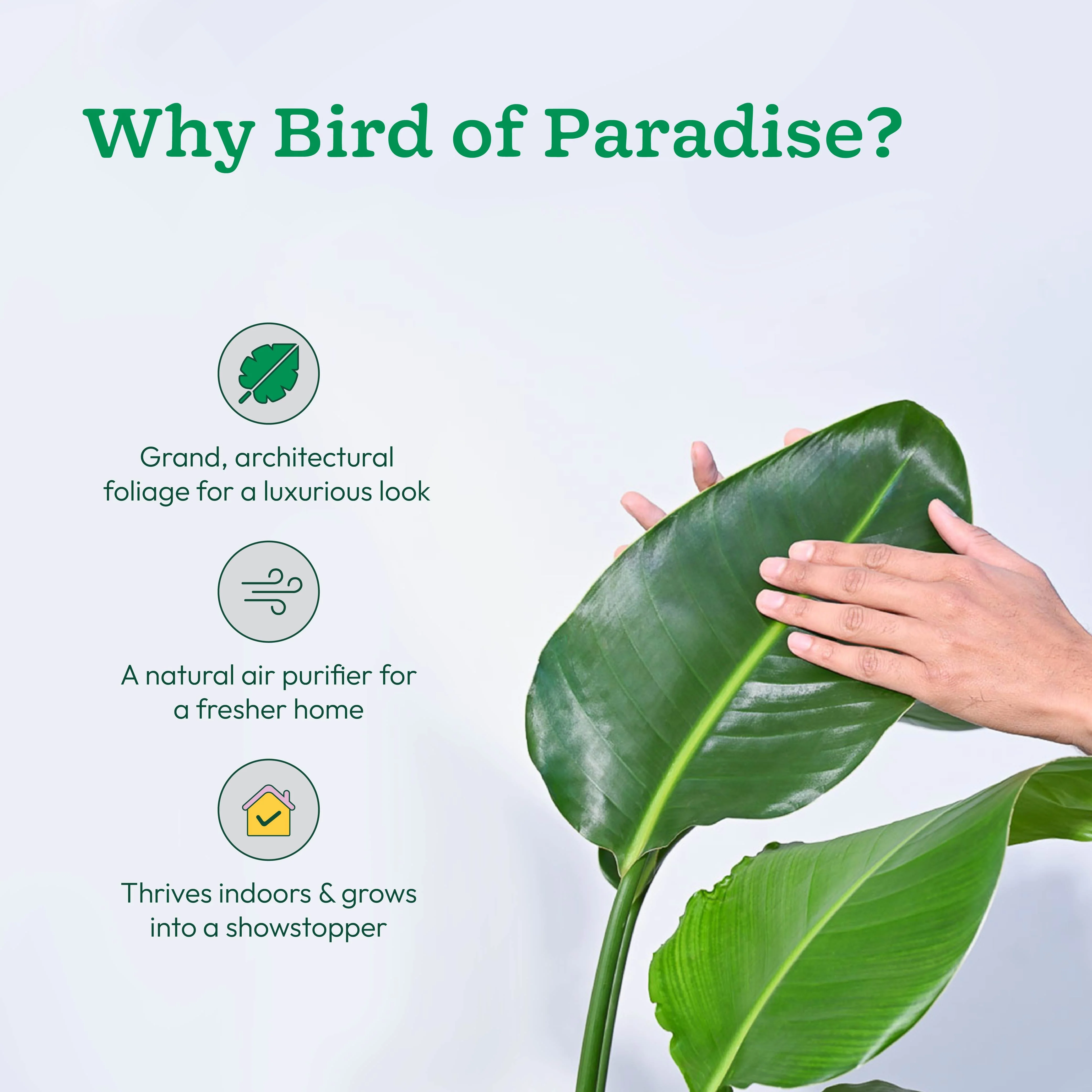 Bird of Paradise Plant - XL - Image 6