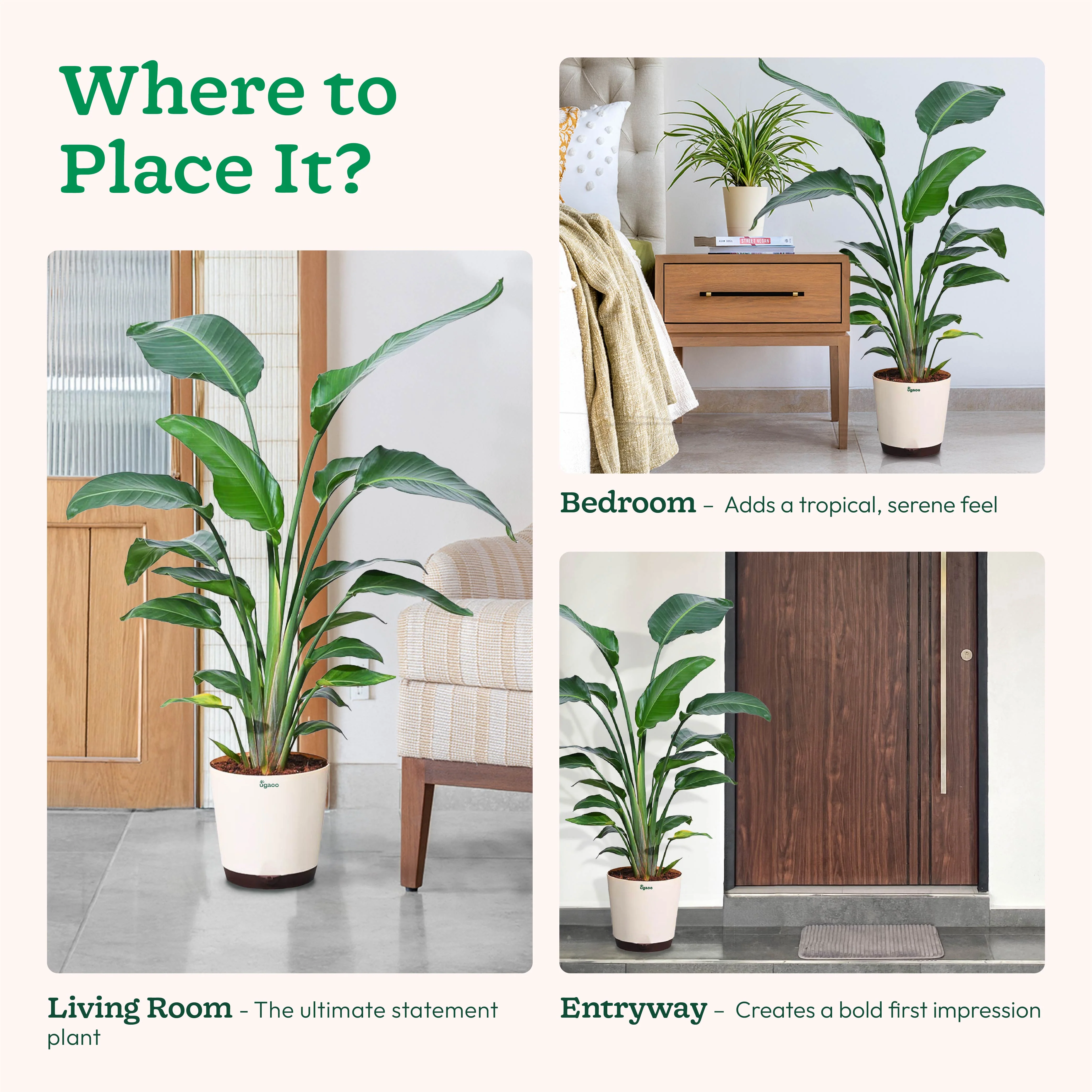Bird of Paradise Plant - XL - Image 8