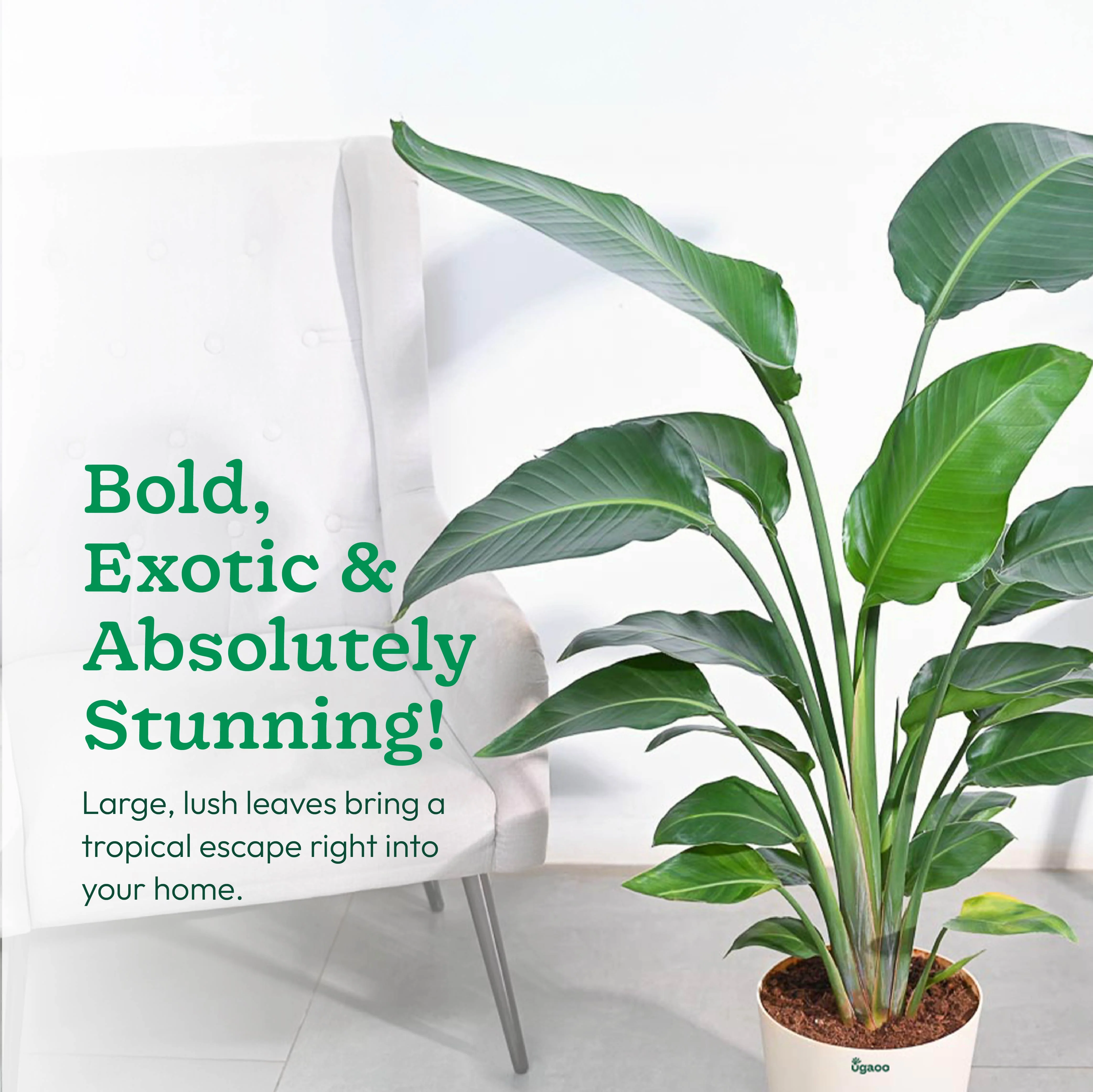 Bird of Paradise Plant - XL - Image 9