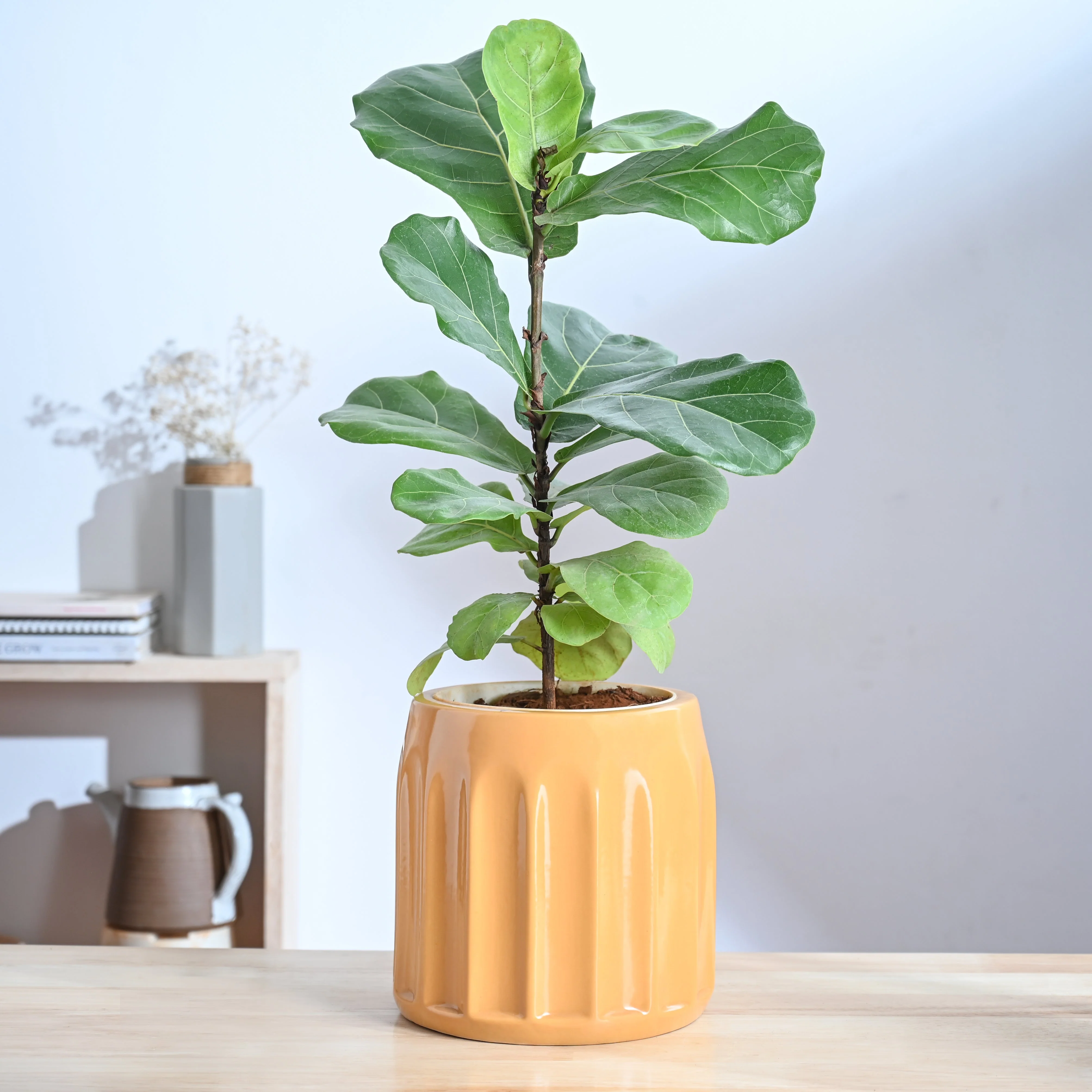 Blushing Sun Ceramic Planter - Image 15
