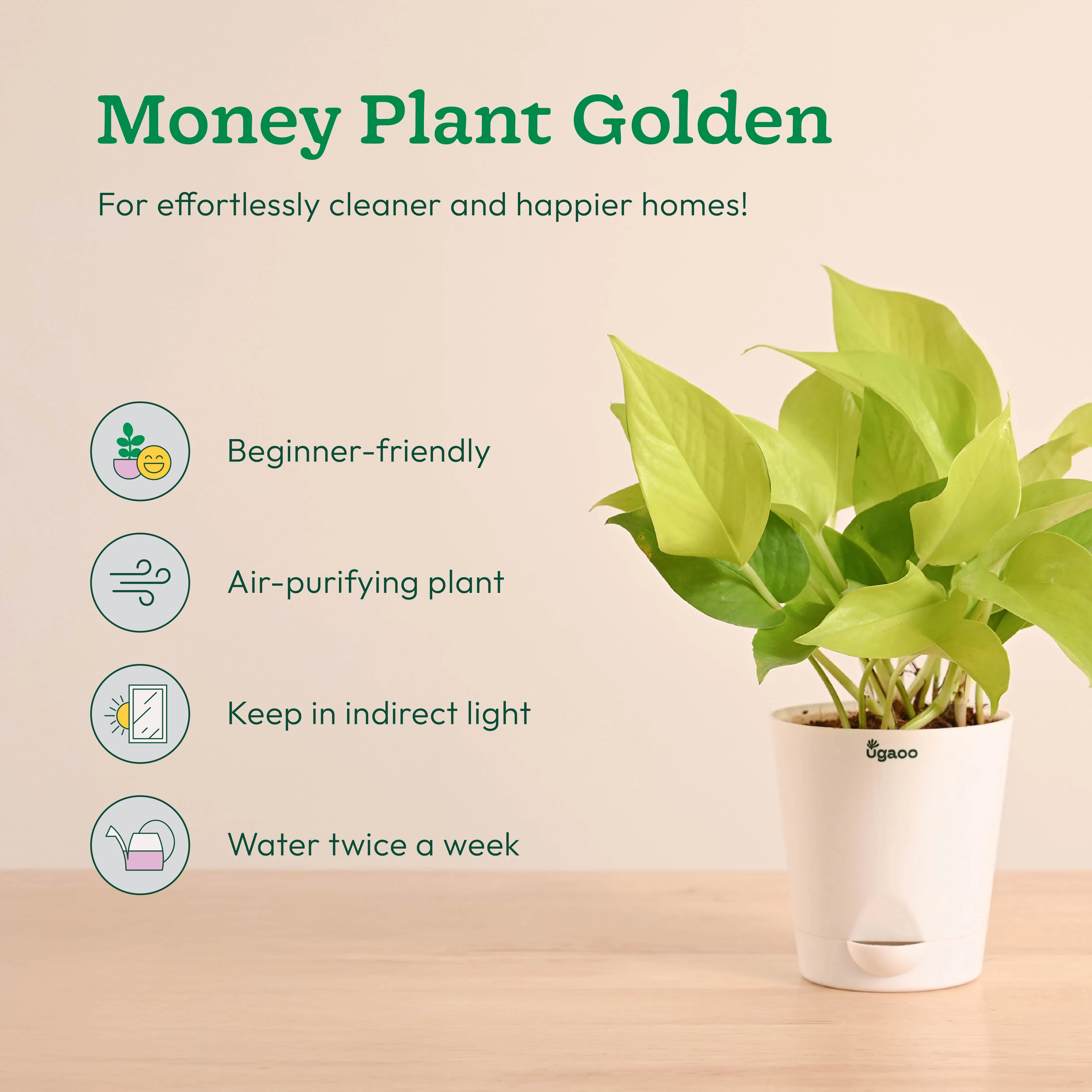 Air Purifying Indoor Plants Combo - Low Care Oxygen Boosters - Image 4