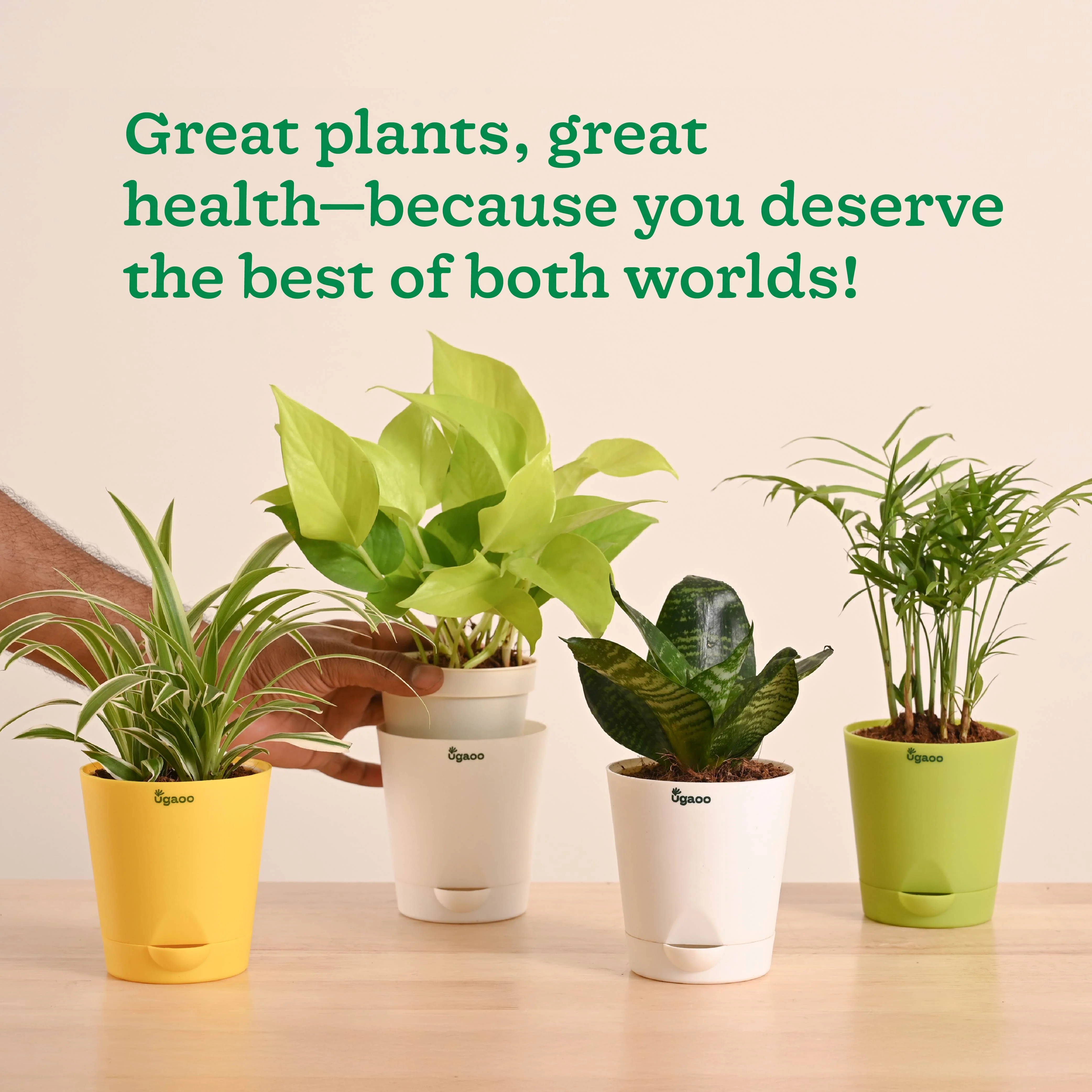 Air Purifying Indoor Plants Combo - Low Care Oxygen Boosters - Image 7
