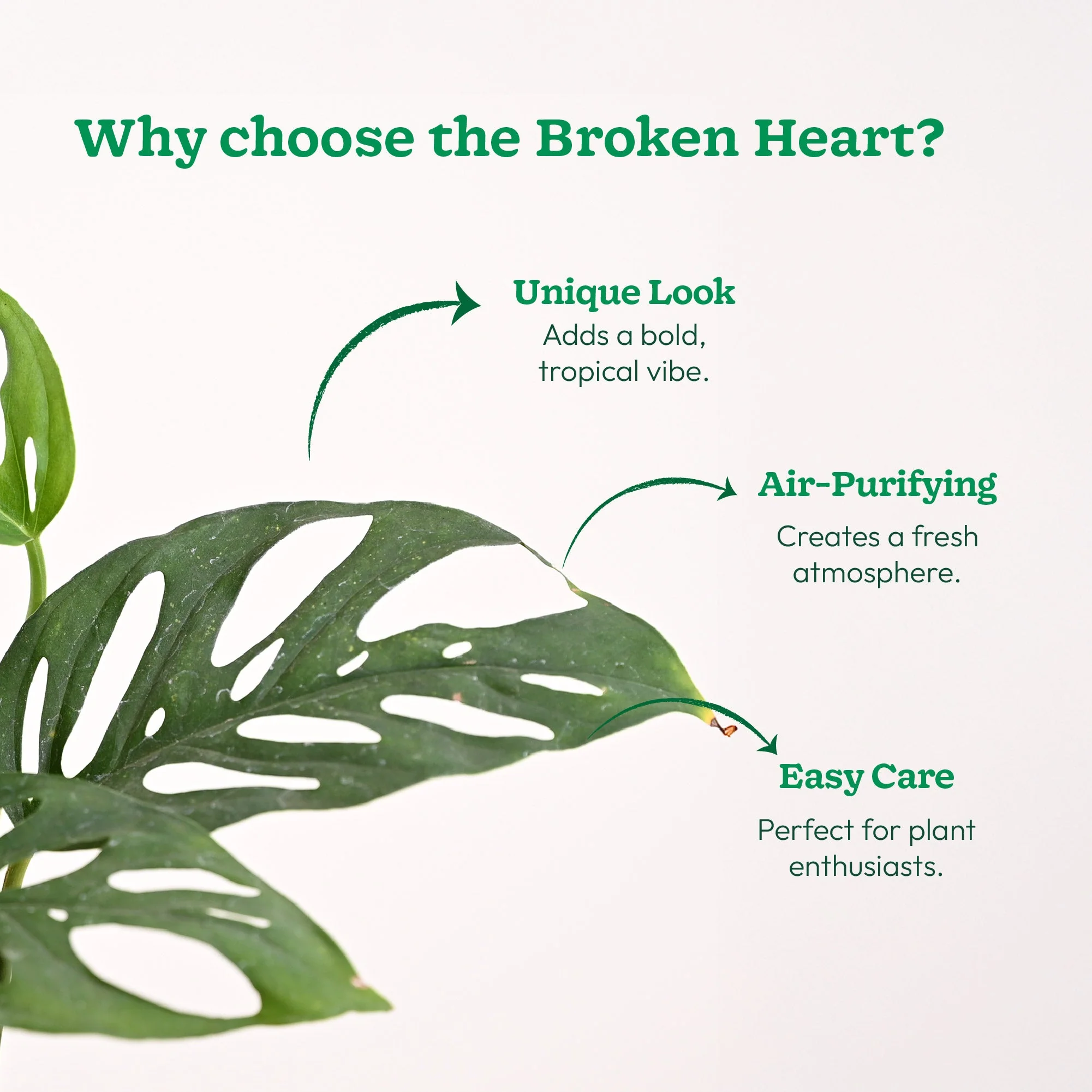 Broken Heart Plant - Image 100