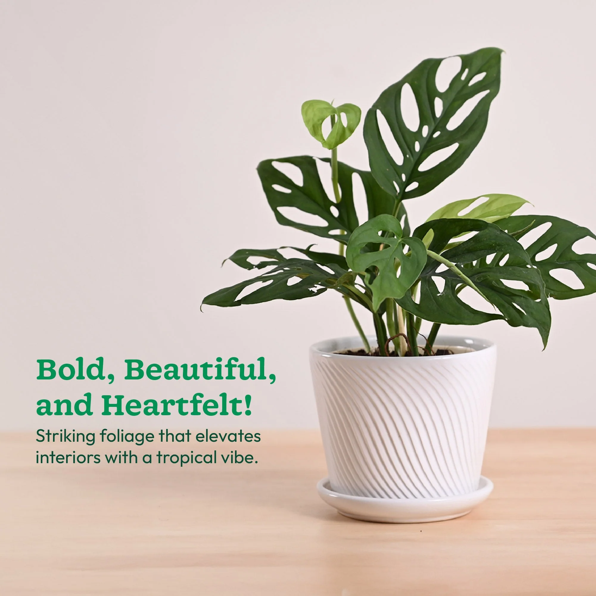 Broken Heart Plant - Image 104