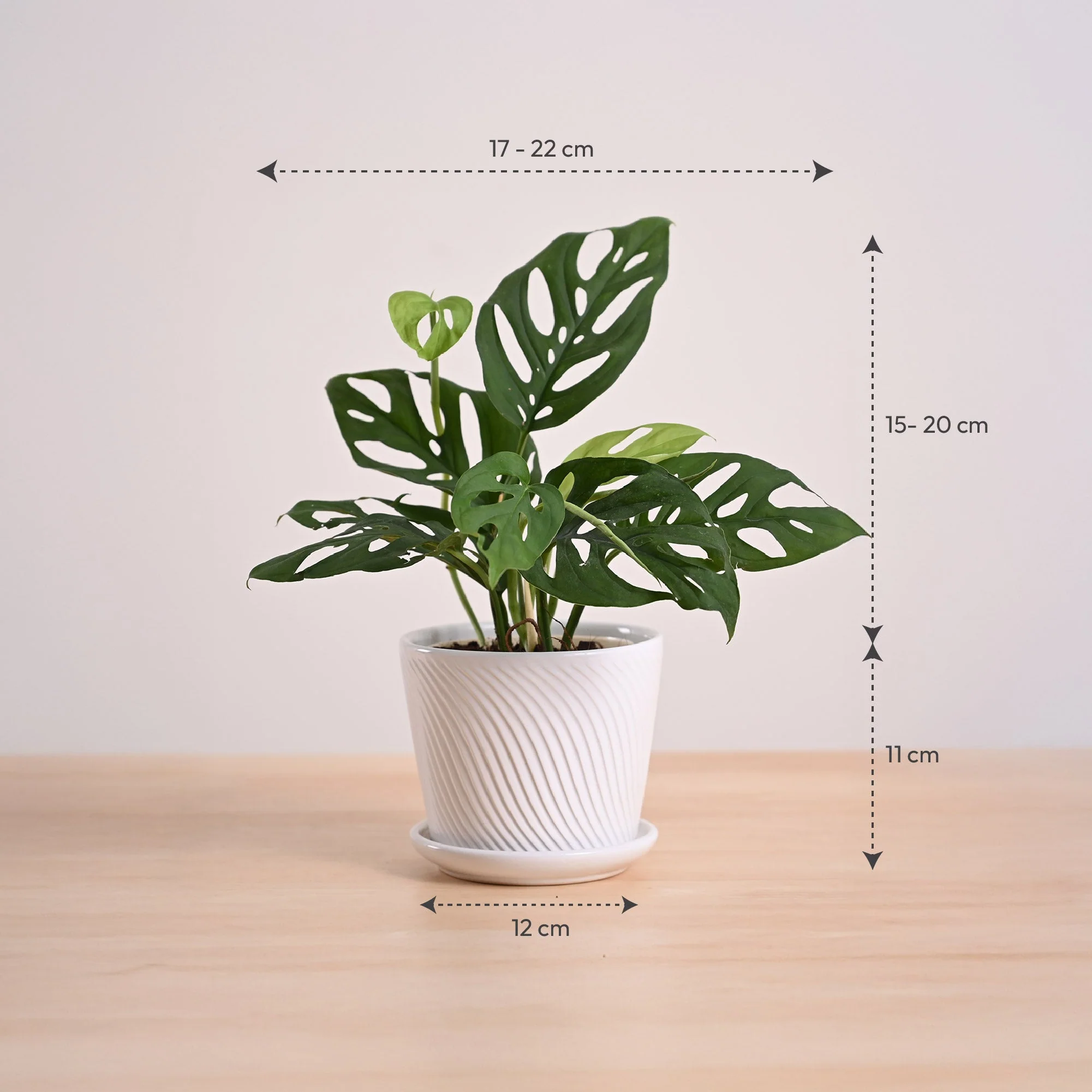 Broken Heart Plant - Image 108