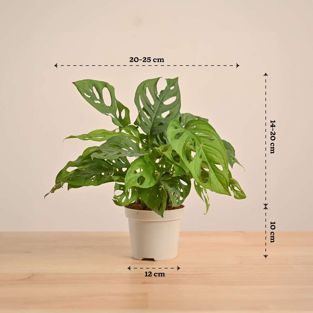 Broken Heart Plant - Image 130