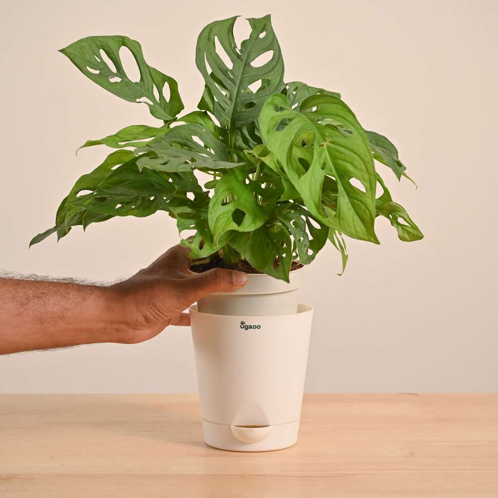 Broken Heart Plant - Image 149