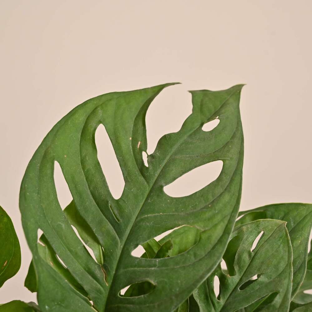 Broken Heart Plant - Image 152