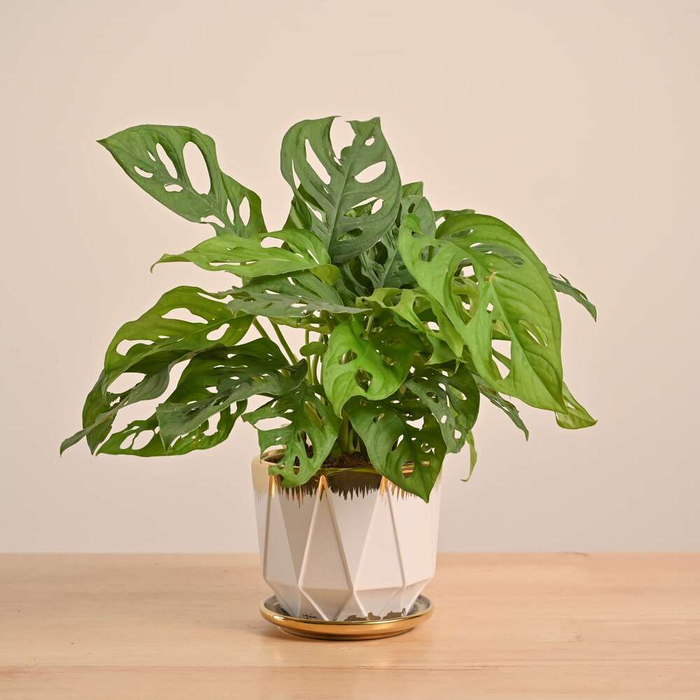 Broken Heart Plant - Image 161