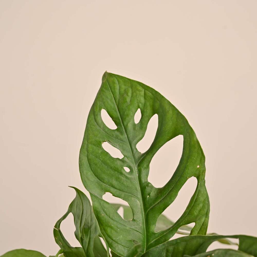 Broken Heart Plant - Image 163