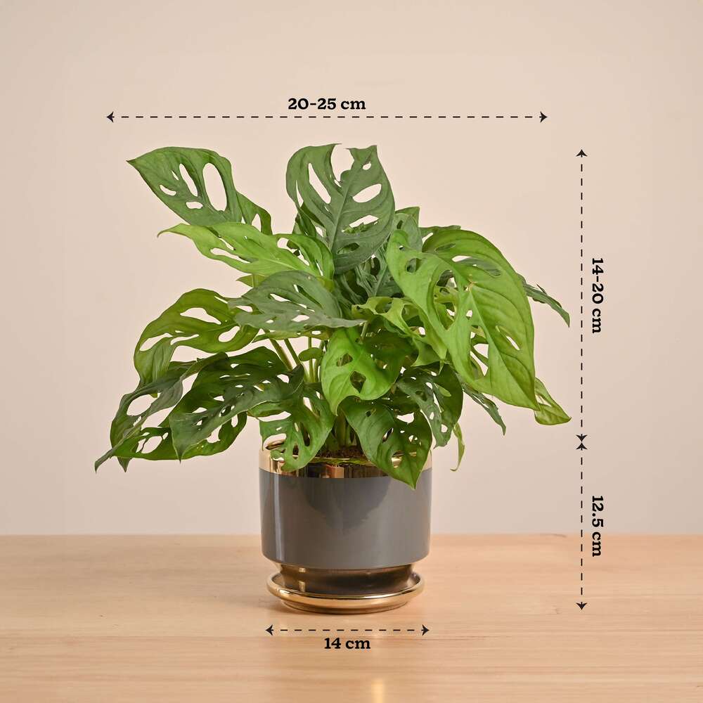 Broken Heart Plant - Image 170