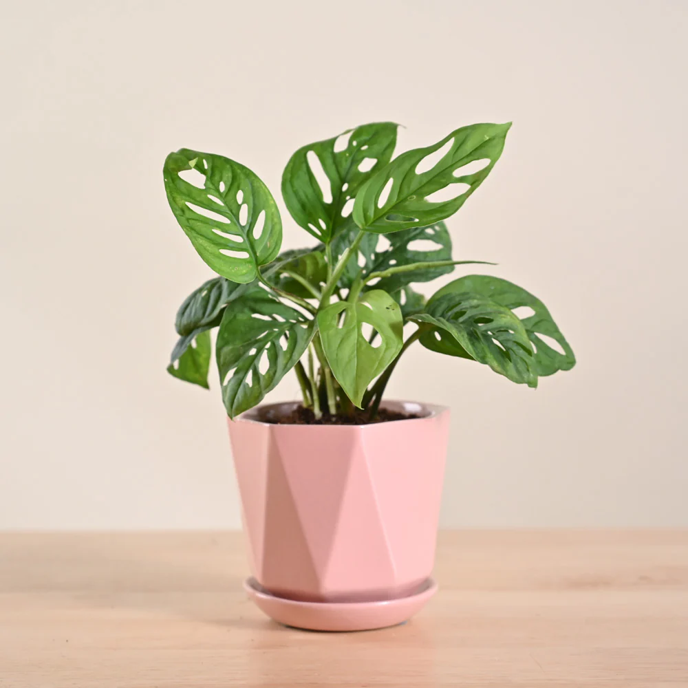 Broken Heart Plant - Image 185