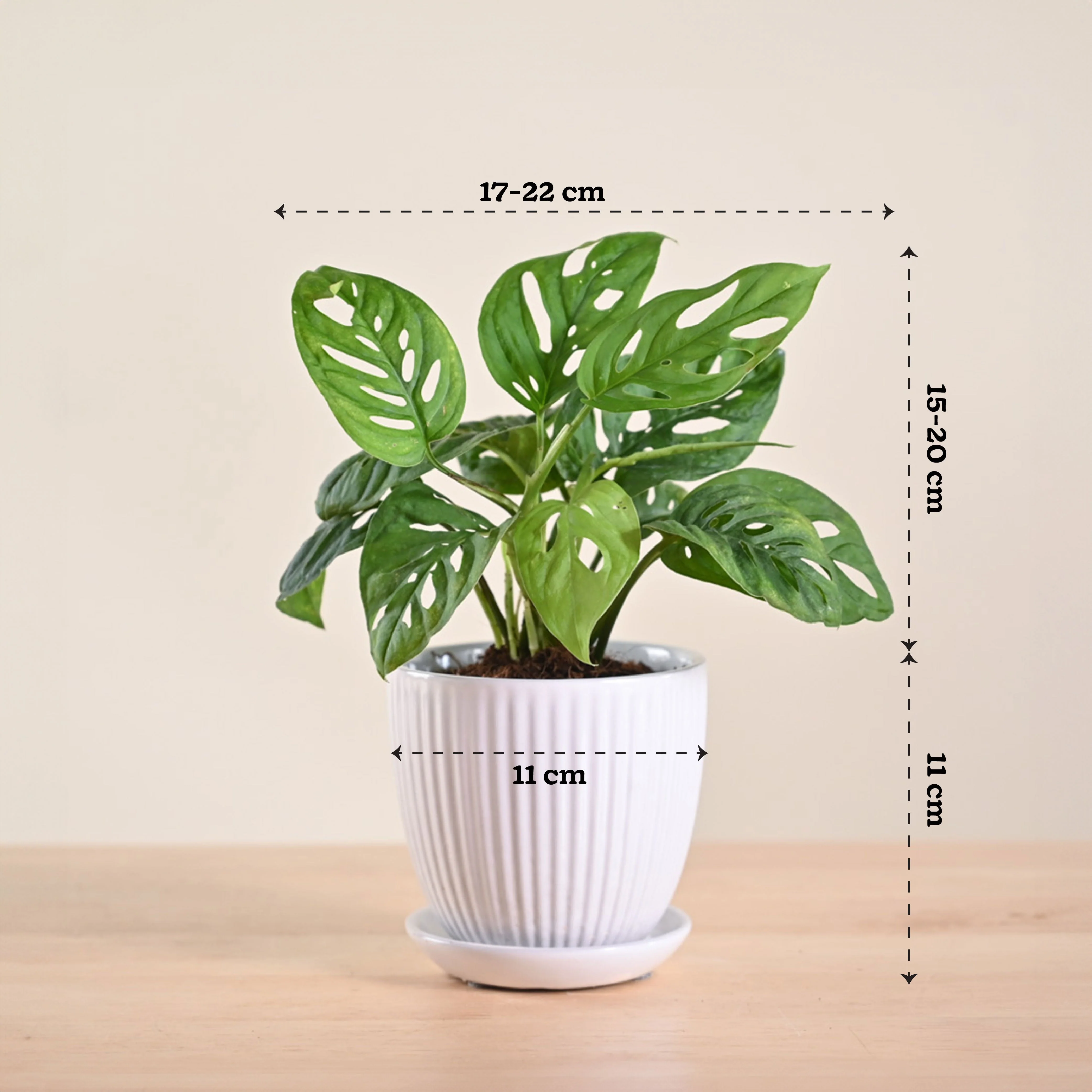 Broken Heart Plant - Image 208