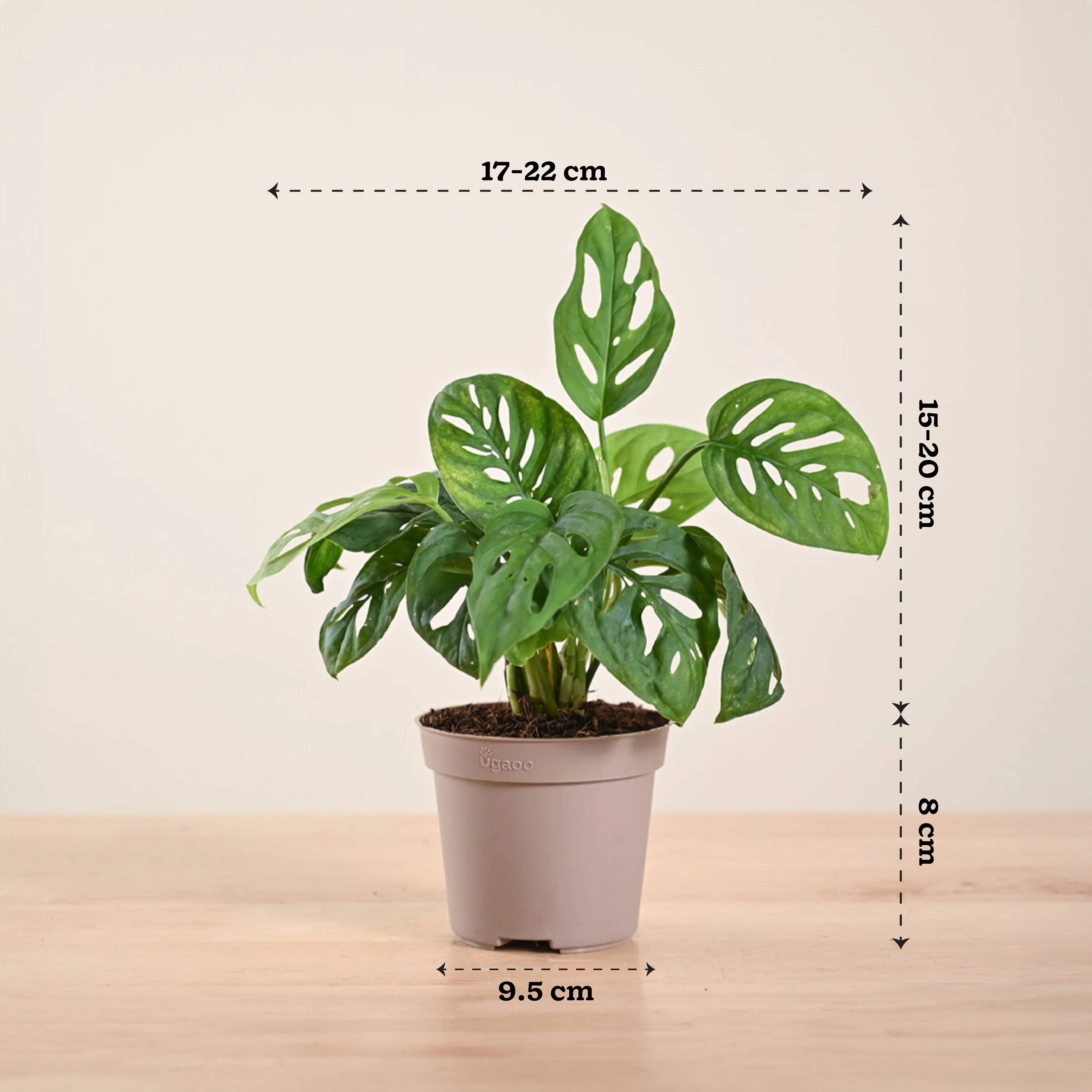 Broken Heart Plant - Image 249
