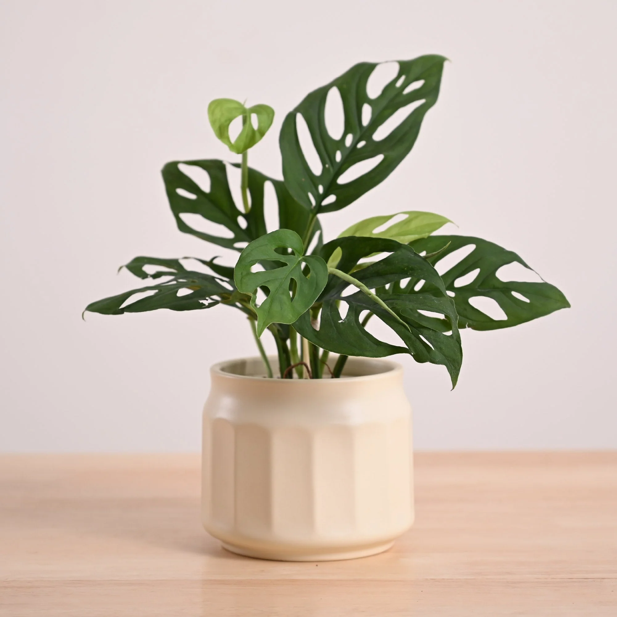 Broken Heart Plant - Image 58