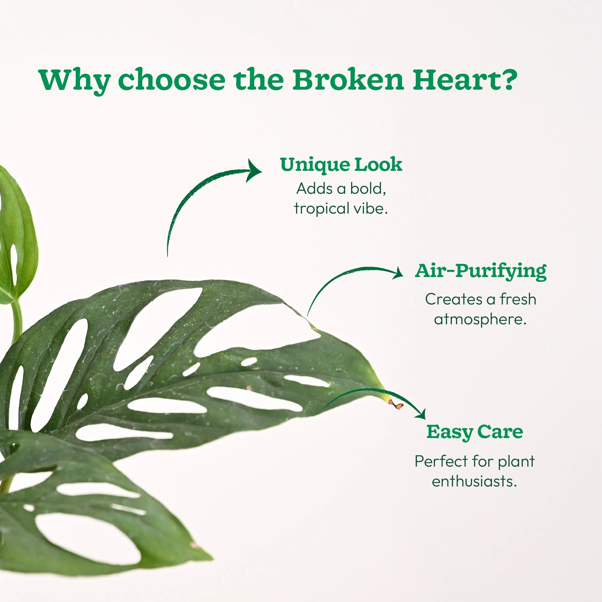 Broken Heart Plant - Image 76