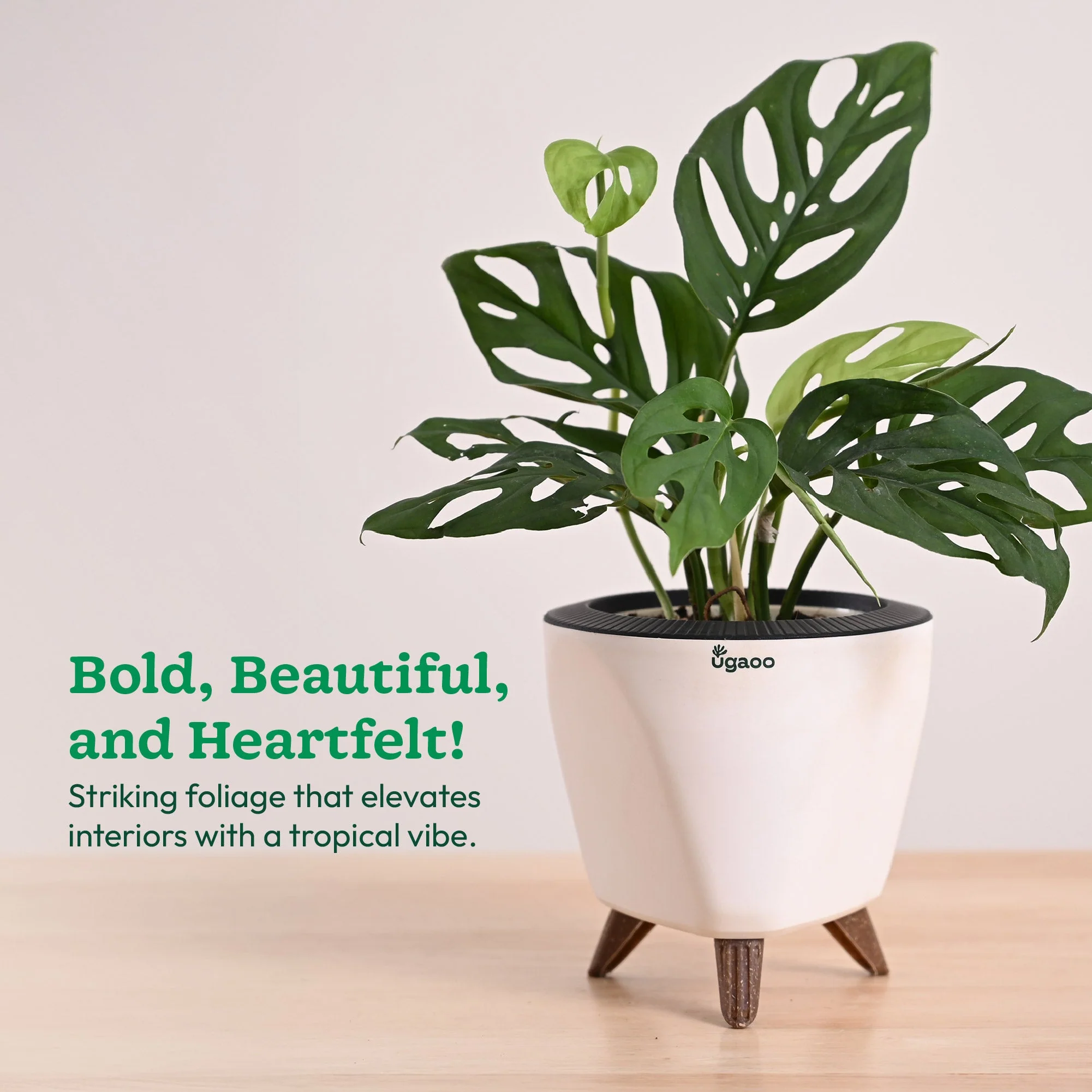 Broken Heart Plant - Image 86