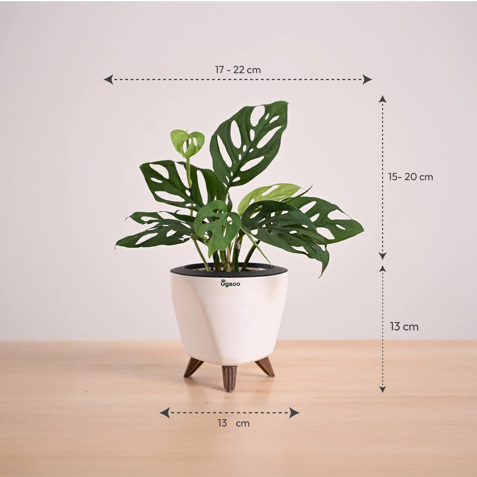 Broken Heart Plant - Image 90