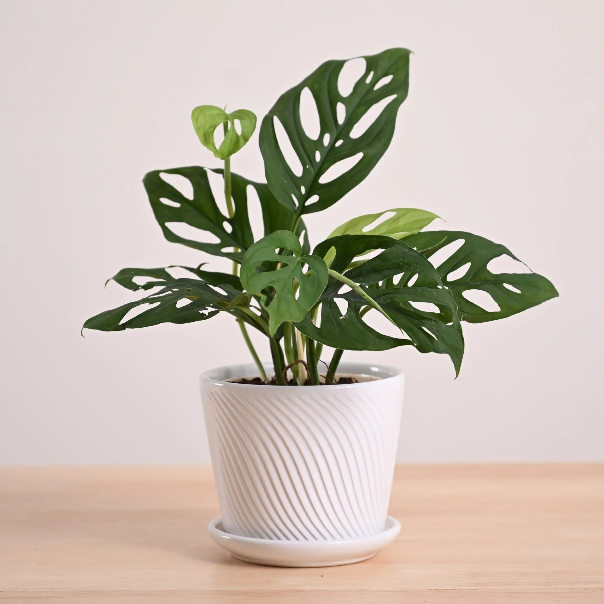 Broken Heart Plant - Image 91