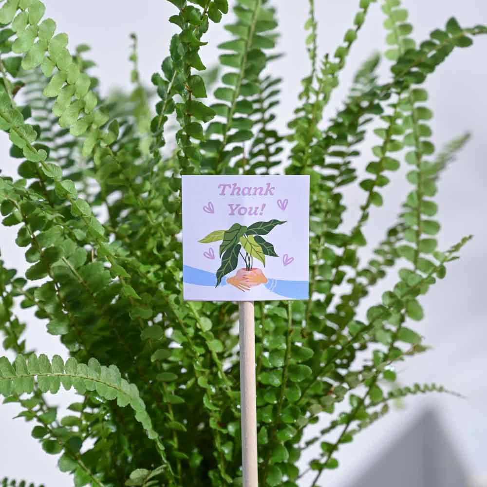 Button Fern Thank you Gift Hamper - Image 5