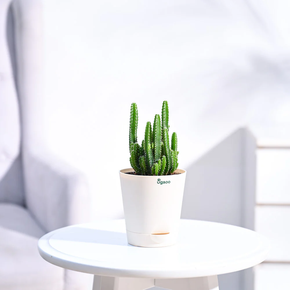 Cactus Plant - Elongated - Image 17