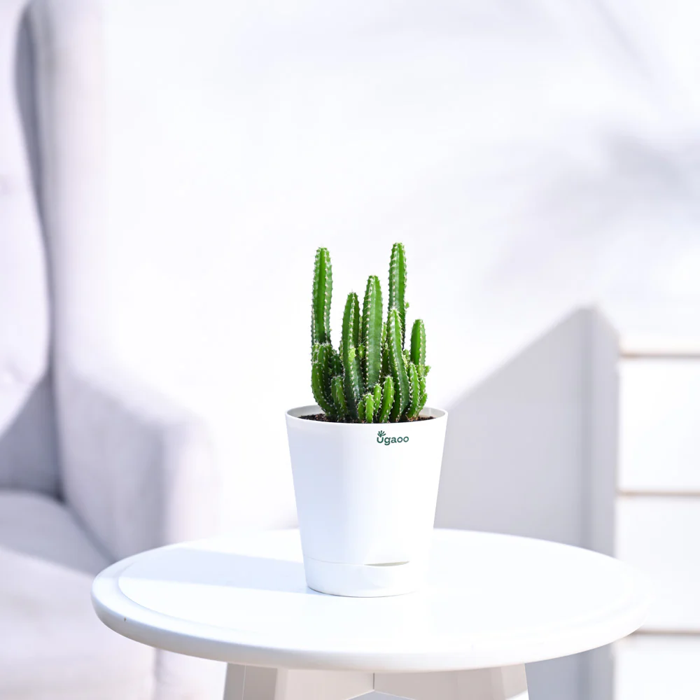 Cactus Plant - Elongated - Image 21