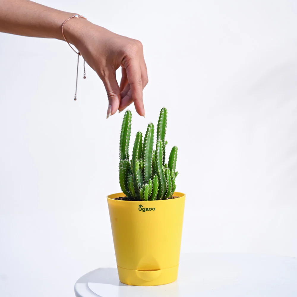 Cactus Plant - Elongated - Image 28