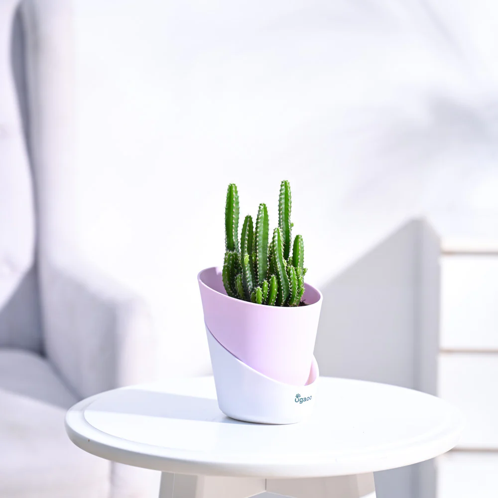 Cactus Plant - Elongated - Image 3
